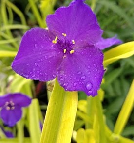 Sweet Kate Tradescantia