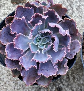 Neon Breakers Echeveria, Echeveria Hybrid, Purple Succulent
Shutterstock.com
New York, NY