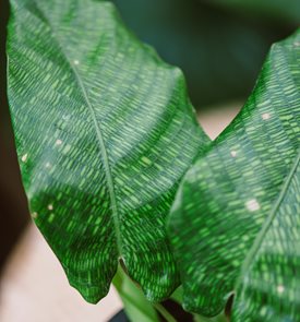 Network Calathea, Calathea Musaica
Shutterstock.com
New York, NY