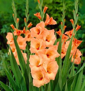 Gladiolus ‘Peter Pears’
