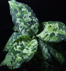 Aglaonema Pictum Tricolor, Aglaonema Pictum
Shutterstock.com
New York, NY