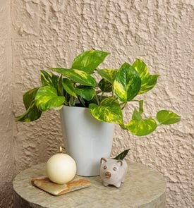 Beautifall Summer Nights Pothos, Pothos Plant
Proven Winners
Sycamore, IL