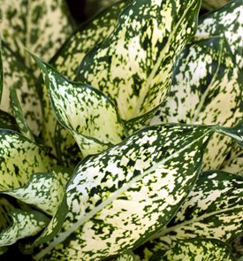 Dieffenbachia 'Star Bright'