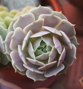 Echeveria Lola, Pink Succulent
Shutterstock.com
New York, NY