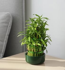 Lucky Bamboo plant