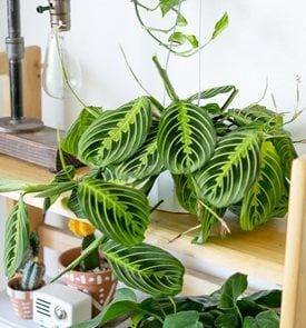 Maranta Leuconeura 'marisela', Marisela Prayer Plant
Ivy May
Escondido, CA
