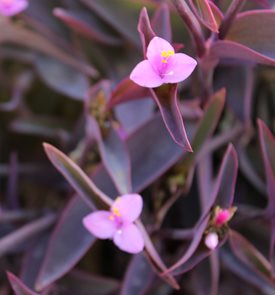 Purple Heart Tradescantia