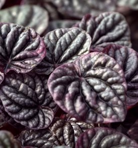 Red Ripple Peperomia, Peperomia Caperata
Shutterstock.com
New York, NY