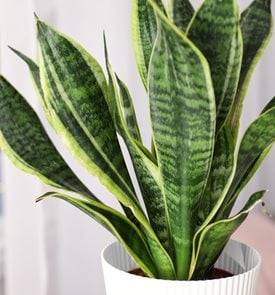 Dracaena trifasciata