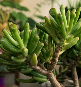 ‘Gollum’, Finger Jade