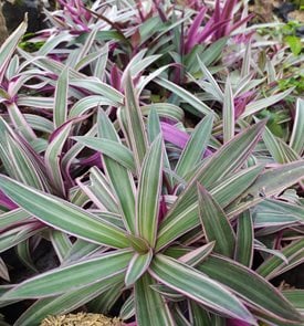 Tricolor Tradescantia