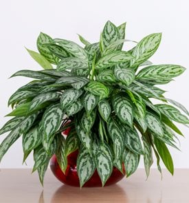 Chinese evergreen sales toxic to dogs