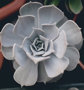 Echeveria Lilacina, Ghost Echeveria
Shutterstock.com
New York, NY