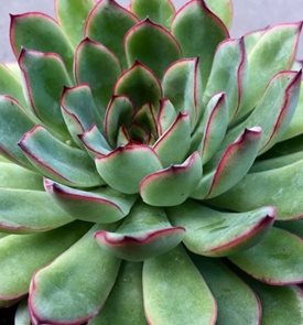 Echeveria Pulidonis, Pulido's Echeveria
Proven Winners
Sycamore, IL