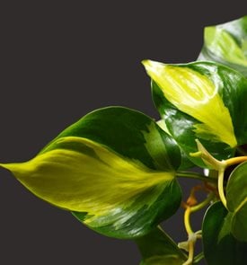 Brasil Philodendron