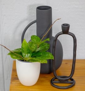 Endless Cascades™ Freckled Splash hoya