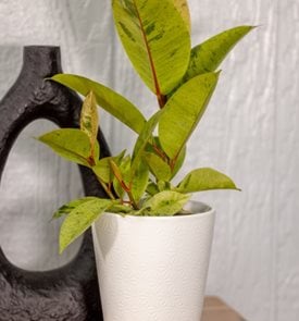 Chandelier™ Ghost Rider™ Variegated Rubber plant