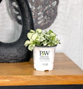 Network News™ Broadcast™ nerve plant