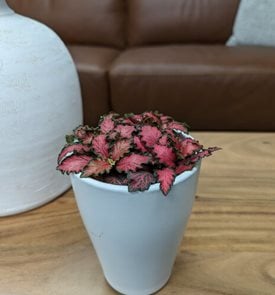 Network News™ Current News™ nerve plant