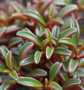 Ruby Glow Peperomia, Peperomia Graveolens
Shutterstock.com
New York, NY