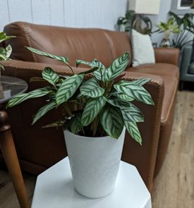 Sweet Dreams® First Frost™ Never Never Plant