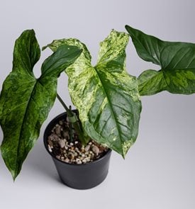 'Mojito' arrowhead vine