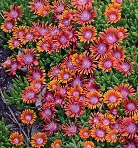 Fire Spinner ice plant