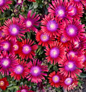 Kaleidoscope™ 'Razzle Dazzle'