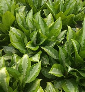 Silver Queen Aglaonema, Chinese Evergreen
Shutterstock.com
New York, NY