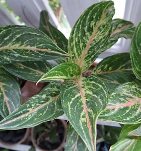 Sparkling Sarah Aglaonema, Chinese Evergreen
Shutterstock.com
New York, NY