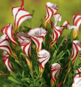 Candy Cane Sorrel, Oxalis Versicolor
Garden Design
Calimesa, CA