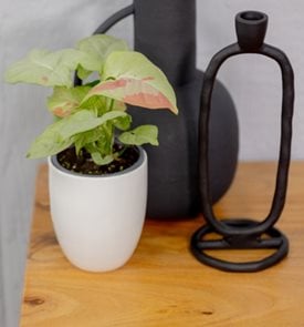 Falling Arrows® Champaign Reign™ arrowhead vine