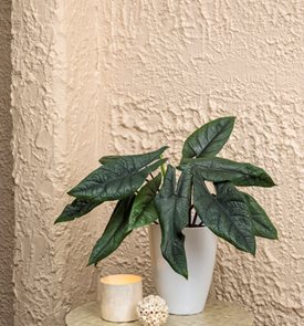 Mythic® Pining for You™ Alocasia