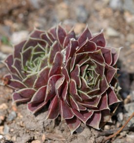 Purple Haze Sempervivum, Job's Beard, Sempervivum Heuffelii
Millette Photomedia