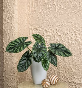 Mythic® Rumpelstiltskin™ Alocasia