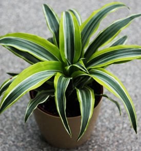 Janet Craig Dragon Plant