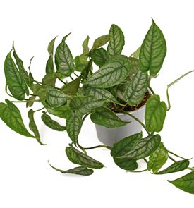 Monstera Siltepecana, Silver Monstera
Shutterstock.com
New York, NY