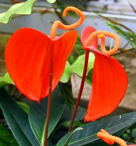 Pigtail Plant Anthurium