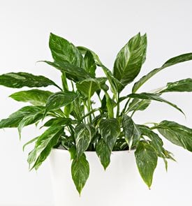 Domino Peace Lily, Variegated Peace Lily
Shutterstock.com
New York, NY