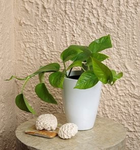 Jade Pothos, Epipremnum Aureum
Proven Winners
Sycamore, IL