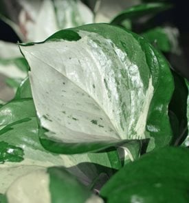 Manjula Pothos, Tropical Plant, White And Green Foliage
Shutterstock.com
New York, NY