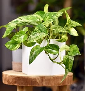 Marble Queen Pothos, Pothos Plant
Shutterstock.com
New York, NY