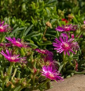 Cooper's ice plant