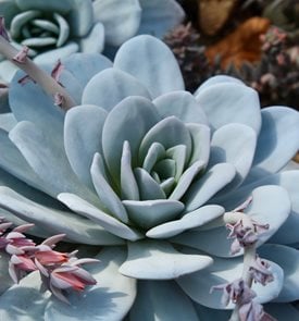 Echeveria Laui, La Roseta
Shutterstock.com
New York, NY