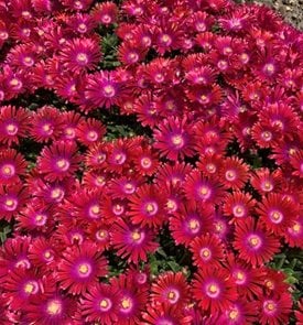 Granita Raspberry ice plant