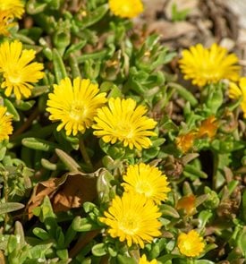 Hardy Yellow ice plant