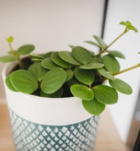 Hope Peperomia, Peperomia Tetraphylla
Shutterstock.com
New York, NY