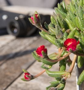 Jewel of the Desert Grenade ice plant