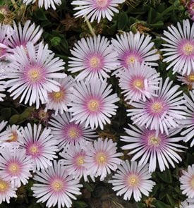 'Lavender Ice' ice plant