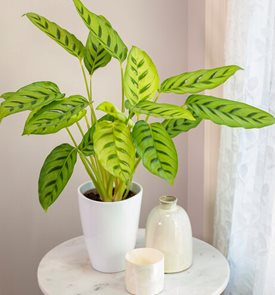 Color Full® Leopardina calathea